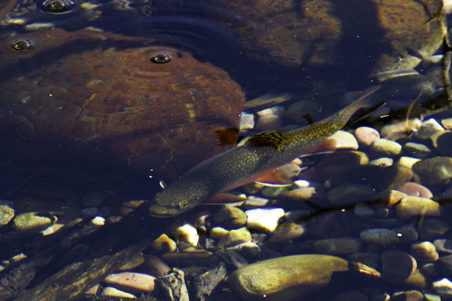Brook trout